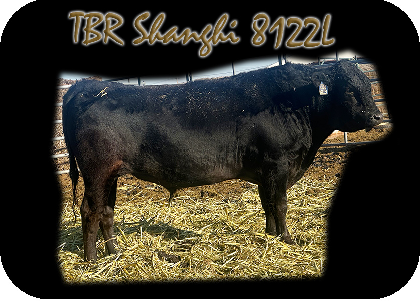 TBR SHANGHAI 8122L FULL BLOOD BLACK WAGYU BULL with Top Genetics Recessive Free